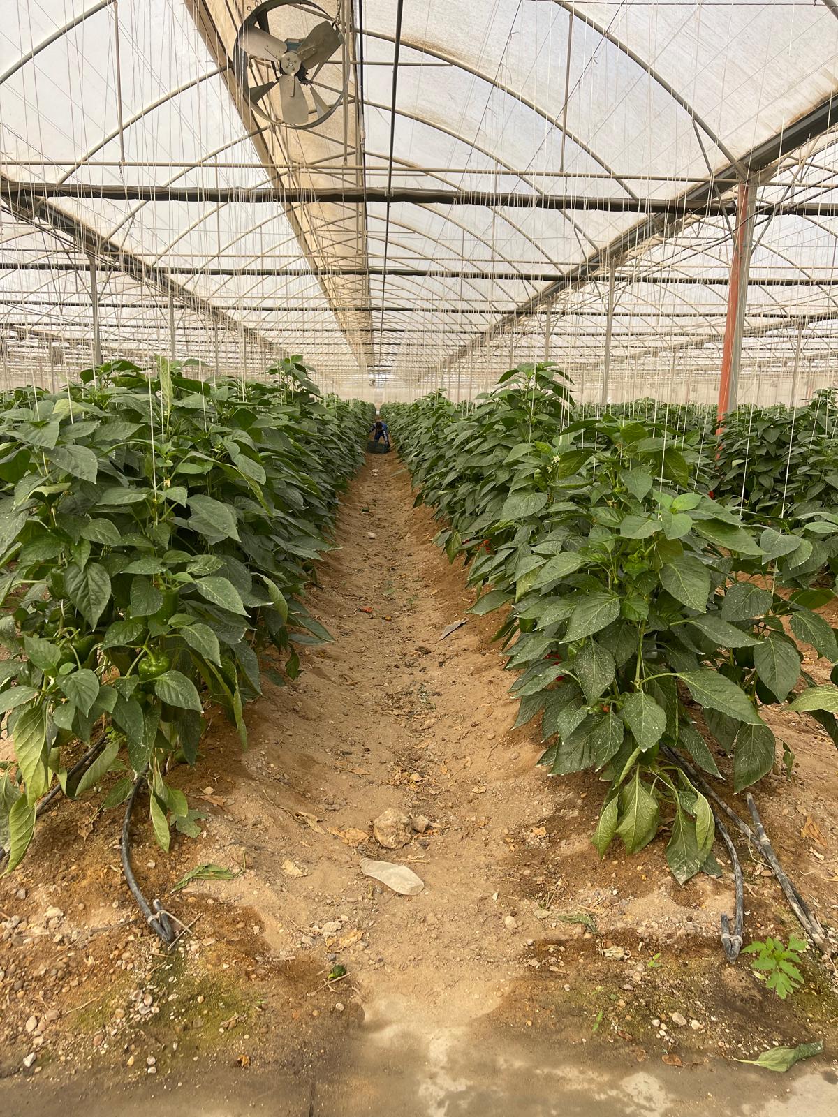 OMKAR FOLIAR SPRAY RESULT