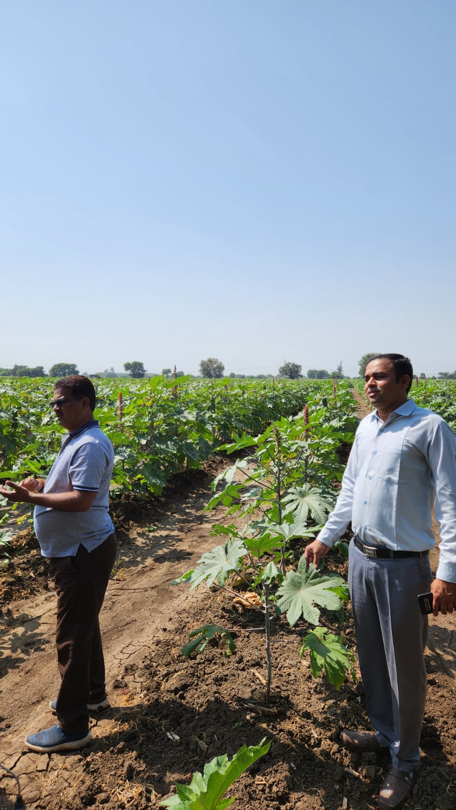 AVAKHAL DIVELA KHEDUT